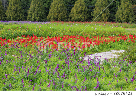 メナード青山リゾート　秋の花々が咲くハーブ園 83676422