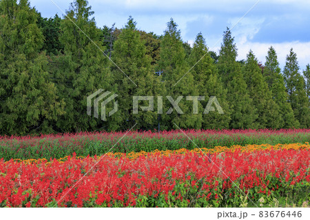 メナード青山リゾート　秋の花々が咲くハーブ園 83676446