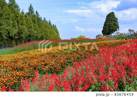 メナード青山リゾート　秋の花々が咲くハーブ園 83676459