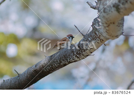 スズメと桜の木 83676524