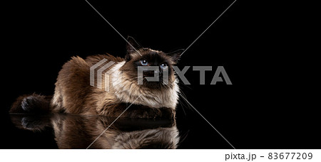 Portrait of beautiful big Siamese cat with blue eyes isolated on dark studio background. Animal life concept Portrait of beautiful big Siamese cat with blue eyes isolated on dark studio background. Animal life concept 83677209