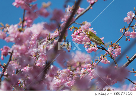 松田町松田山 満開の河津桜とメジロ の写真素材