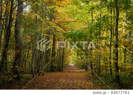 View of beautiful trees in autumnal forest 83677761