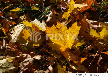Close-up of fallen leaf of maple tree glowing in sunlight 83677850