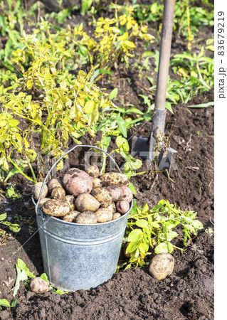 Harvesting organic potatoes in metal bucket and shovel at the vegetable garden Harvesting organic potatoes in metal bucket and shovel at the vegetable garden 83679219