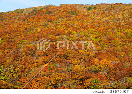 紅葉した奥飛騨温泉郷の蒲田川沿いの景色 83679407