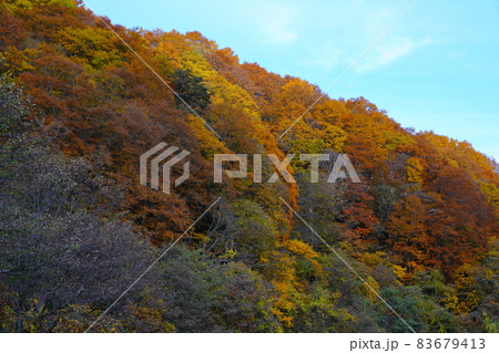 紅葉した奥飛騨温泉郷の蒲田川沿いの景色 83679413