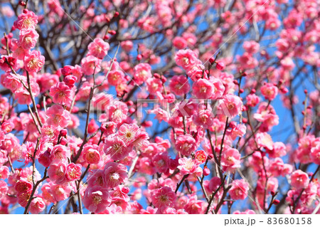 梅の花（唐梅） 83680158