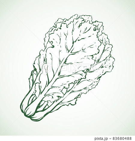 Chinese cabbage. Vector drawing 83680488