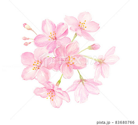 桜の水彩イラスト　クローズアップ　手描きアナログ　背景透過 83680766