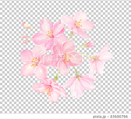桜の水彩イラスト　クローズアップ　手描きアナログ　背景透過 83680766