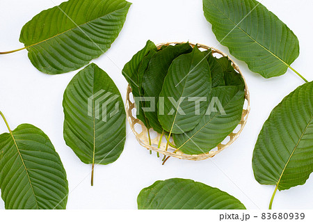 Mitragyna speciosa, Fresh kratom leaves on white background 83680939