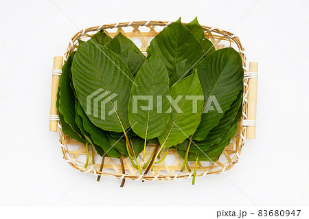 Mitragyna speciosa, Fresh kratom leaves on white background 83680947