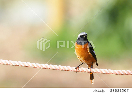 ジョウビタキ(オス) ジョウビタキ(オス) 83681507