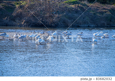 白鳥飛来地 コハクチョウ 川島町 越辺川 白鳥飛来地 コハクチョウ 川島町 越辺川 83682032