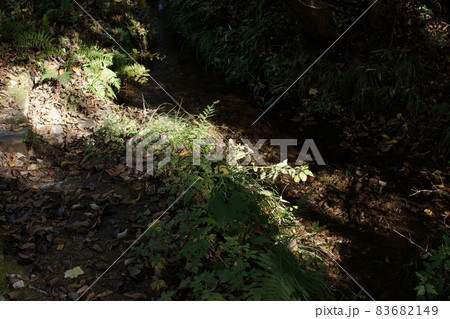 四季の散歩　秋　たじま高原植物園 83682149