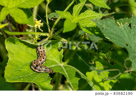 ハスモンヨトウ幼虫　イモムシ 83682190