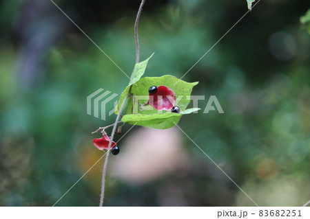 トキリマメ トキリマメ 83682251