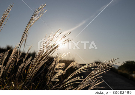 ススキと太陽 秋の風景 ススキと太陽 秋の風景 83682499