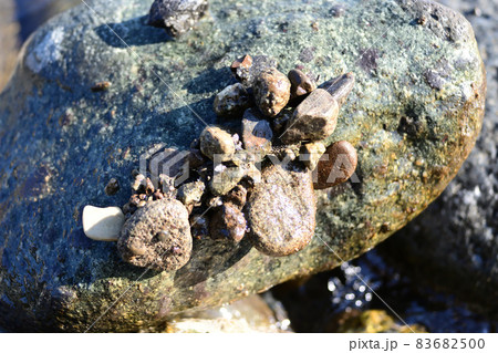 ヒゲナガカワトビケラの幼虫の、クロカワムシの巣 ヒゲナガカワトビケラの幼虫の、クロカワムシの巣 83682500
