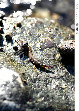 クロカワムシとクロカワムシの巣 クロカワムシとクロカワムシの巣 83682509