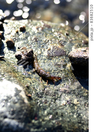 クロカワムシとクロカワムシの巣 83682510