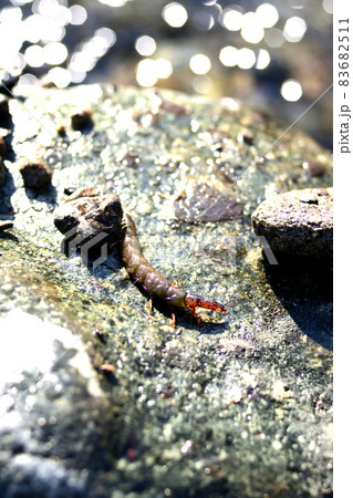 クロカワムシとクロカワムシの巣 83682511