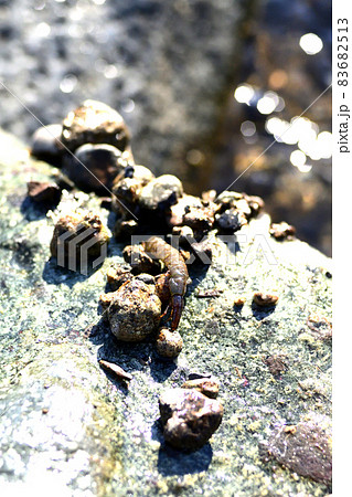 クロカワムシとクロカワムシの巣 クロカワムシとクロカワムシの巣 83682513