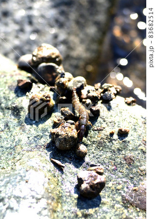 クロカワムシとクロカワムシの巣 クロカワムシとクロカワムシの巣 83682514