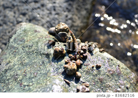 クロカワムシとクロカワムシの巣 クロカワムシとクロカワムシの巣 83682516