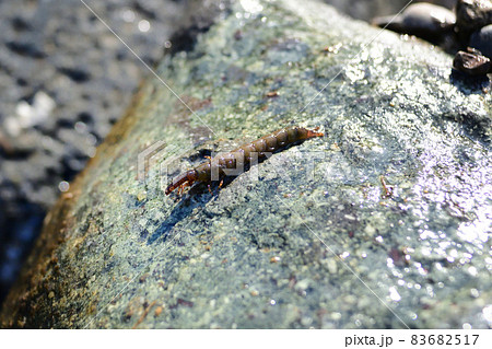 クロカワムシとクロカワムシの巣 83682517