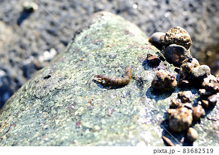 クロカワムシとクロカワムシの巣 クロカワムシとクロカワムシの巣 83682519