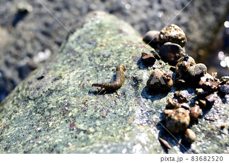 クロカワムシとクロカワムシの巣 83682520