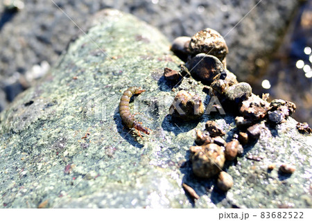 クロカワムシとクロカワムシの巣 83682522