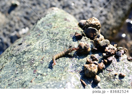 クロカワムシとクロカワムシの巣 83682524