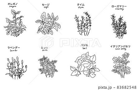 手描線画のハーブアイコンのセット 手描線画のハーブアイコンのセット 83682548