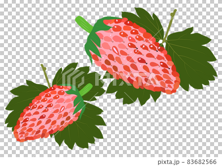 ワイルドストロベリーの「果実」と「葉」  エゾヘビイチゴ 83682566