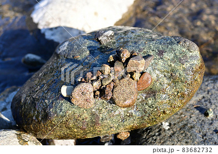 クロカワムシの巣 クロカワムシの巣 83682732