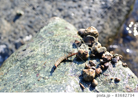 ヒゲナガカワトビケラの幼虫のクロカワムシと、その巣 83682734