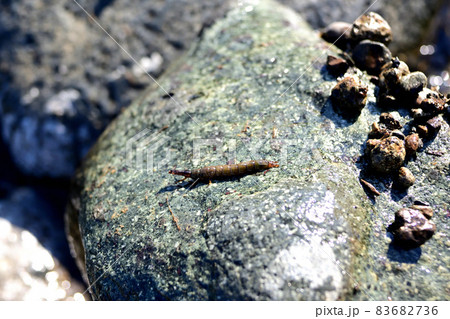 ヒゲナガカワトビケラの幼虫のクロカワムシと、その巣 ヒゲナガカワトビケラの幼虫のクロカワムシと、その巣 83682736