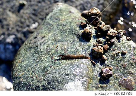 ヒゲナガカワトビケラの幼虫のクロカワムシと、その巣 ヒゲナガカワトビケラの幼虫のクロカワムシと、その巣 83682739