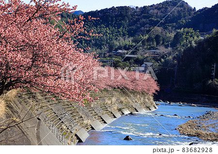 満開の伊豆河津桜並木道 静岡県川津町 満開の伊豆河津桜並木道 静岡県川津町 83682928
