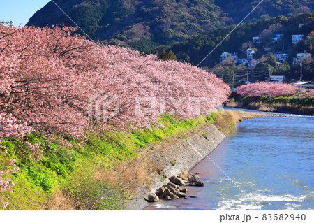 満開の伊豆河津桜並木道 静岡県川津町 満開の伊豆河津桜並木道 静岡県川津町 83682940