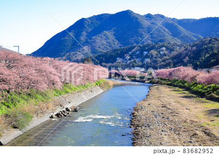満開の伊豆河津桜並木道 静岡県川津町 満開の伊豆河津桜並木道 静岡県川津町 83682952