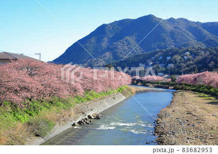 満開の伊豆河津桜並木道 静岡県川津町 満開の伊豆河津桜並木道 静岡県川津町 83682953