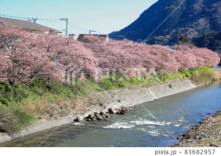 満開の伊豆河津桜並木道 静岡県川津町 満開の伊豆河津桜並木道 静岡県川津町 83682957