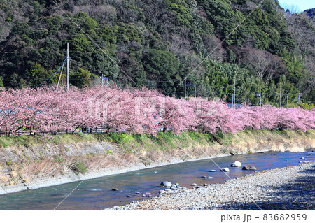 満開の伊豆河津桜並木道　静岡県川津町 83682959