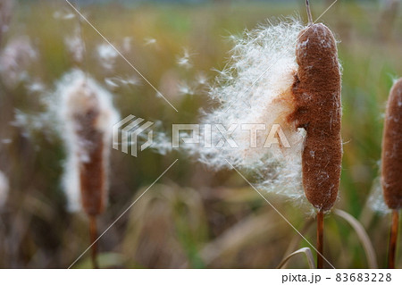 種を飛ばす秋の蒲の穂 種を飛ばす秋の蒲の穂 83683228