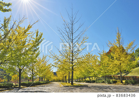 錦秋のイチョウ並木 83683436