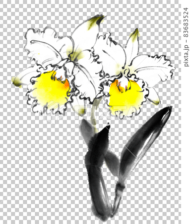 White cattleya drawn with ink painting technique 83683524